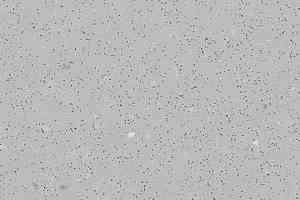 Линолеум Forbo SafeStep R11 174862 silver grey фото  | FLOORDEALER